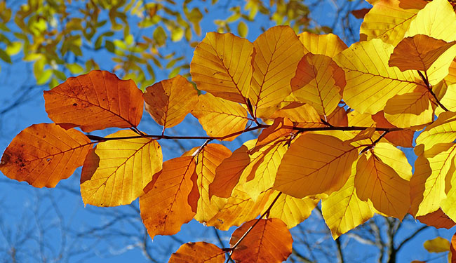 fall color tree